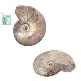 Fosil Ammonit Cleoniceras Opalizat Natural 12x10x2,5 cm - Unicat